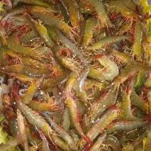 生猛海虾，跑长途虾