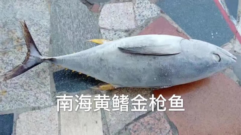 黄鳍金枪，刺身鱼