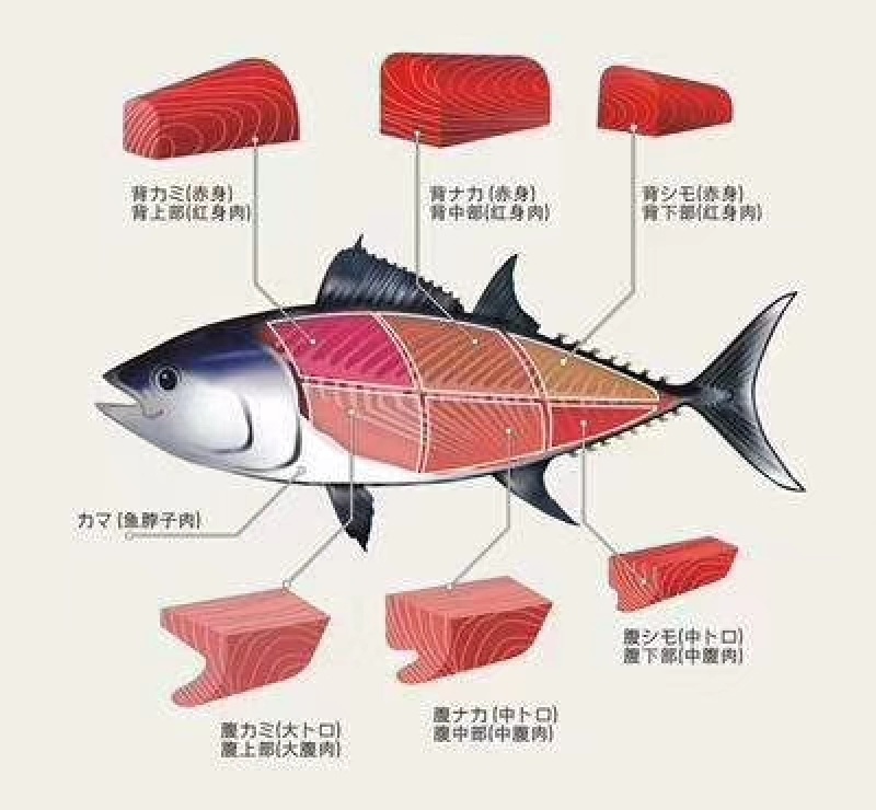 黄鳍金枪，刺身鱼