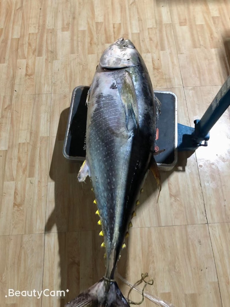 黄鳍金枪，刺身鱼