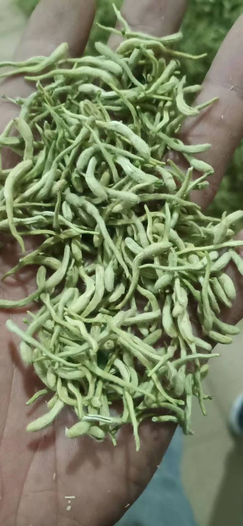 金银花新货金银花颜色好看实图拍摄产地直销欢迎选