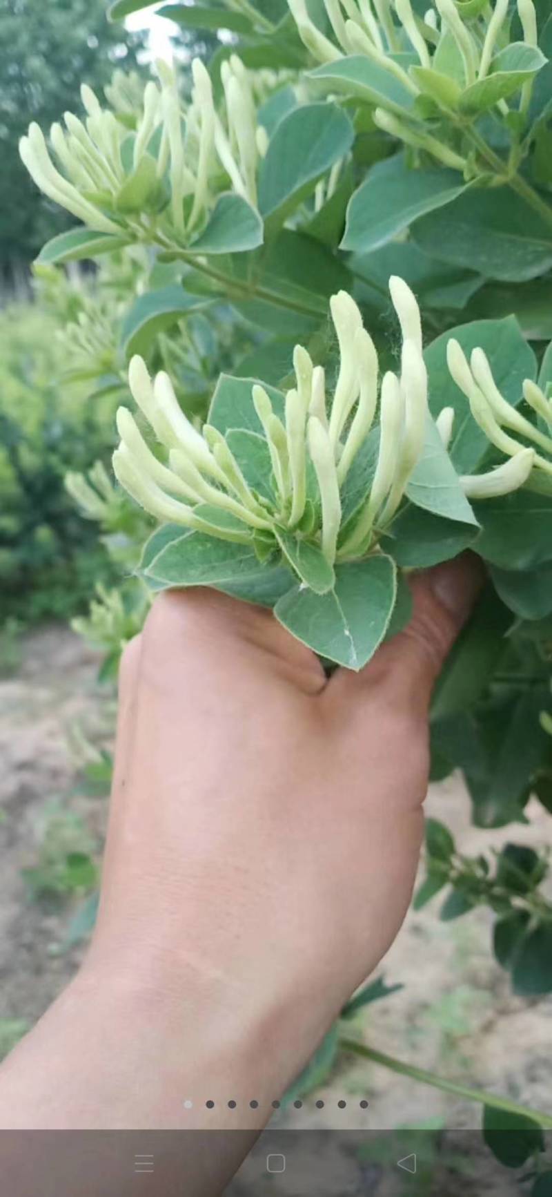 金银花新货金银花颜色好看实图拍摄产地直销欢迎选