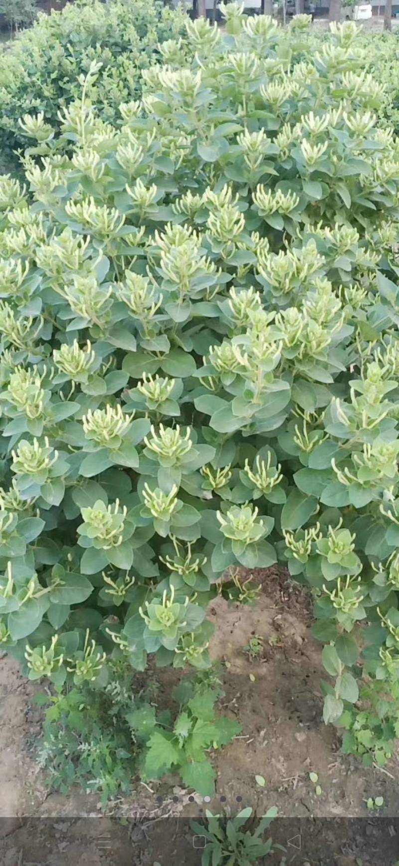 金银花新货金银花颜色好看实图拍摄产地直销欢迎选