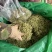 金银花新货金银花颜色好看实图拍摄产地直销欢迎选