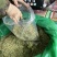 金银花新货金银花颜色好看实图拍摄产地直销欢迎选