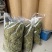 金银花新货金银花颜色好看实图拍摄产地直销欢迎选