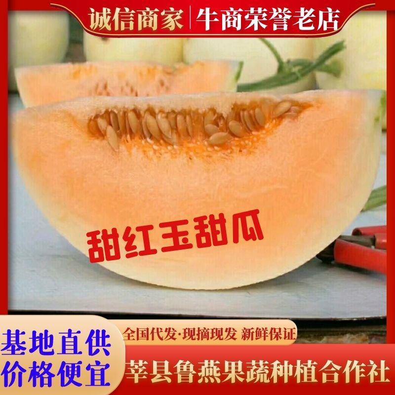 山东甜瓜优质甜红玉新鲜水果头茬瓜当季现摘产地直发