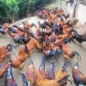 南宁生态老阉鸡，生态养殖不肥不瘦，肉质香甜不渣