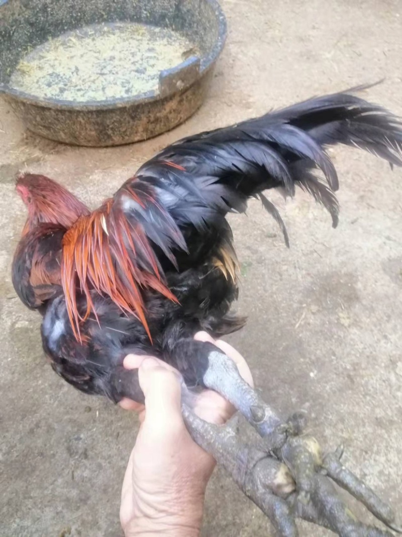 南宁生态老阉鸡，生态养殖不肥不瘦，肉质香甜不渣