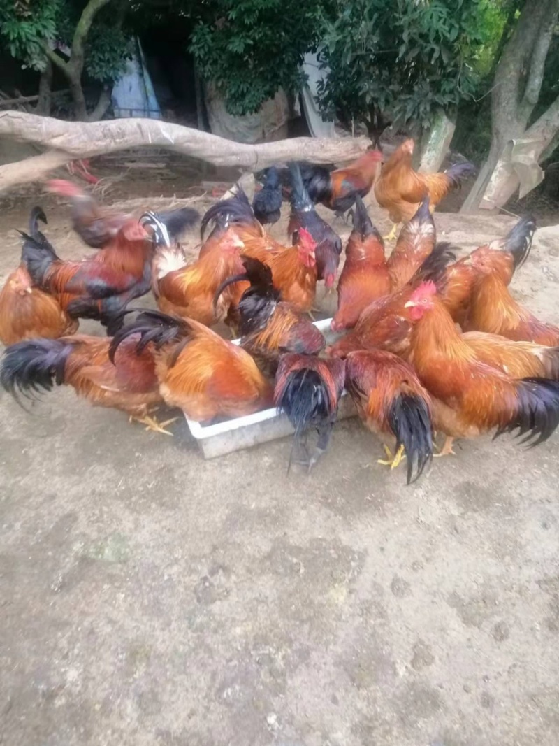 南宁生态老阉鸡，生态养殖不肥不瘦，肉质香甜不渣