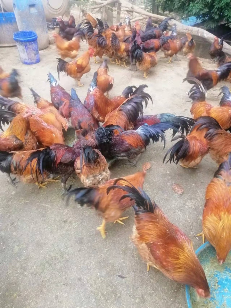 南宁生态老阉鸡，生态养殖不肥不瘦，肉质香甜不渣
