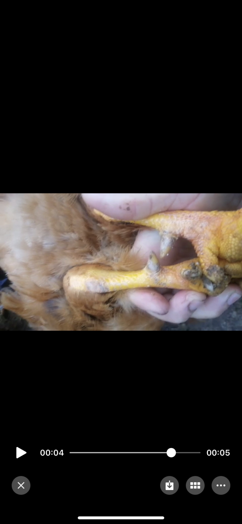 南宁生态老阉鸡，生态养殖不肥不瘦，肉质香甜不渣