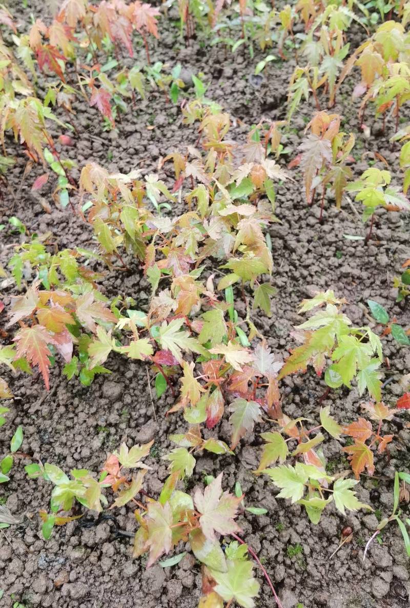 青枫小苗青枫芽苗浙江绍兴成活率高基地发货