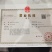 青枫小苗青枫芽苗浙江绍兴成活率高基地发货