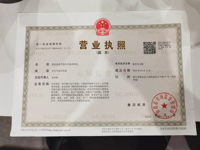 青枫小苗青枫芽苗浙江绍兴成活率高基地发货