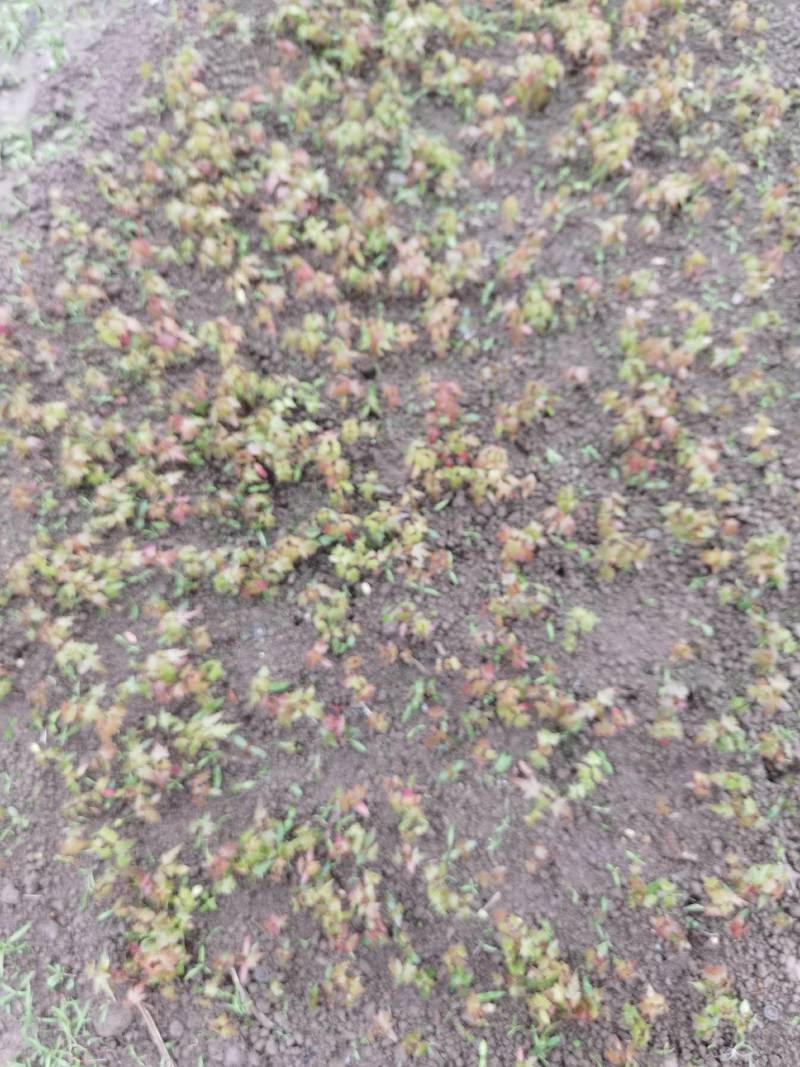 青枫小苗青枫芽苗浙江绍兴成活率高基地发货