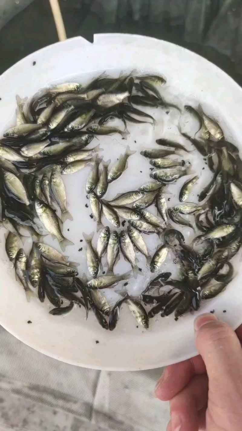 鲫鱼苗中科五号鲫鱼彭泽鲫黄金鲫异育银鲫丰产鲫鱼苗水花
