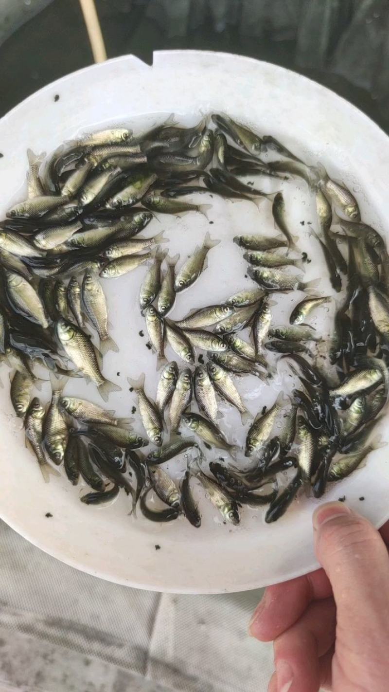鲫鱼苗中科五号鲫鱼彭泽鲫黄金鲫异育银鲫丰产鲫鱼苗水花