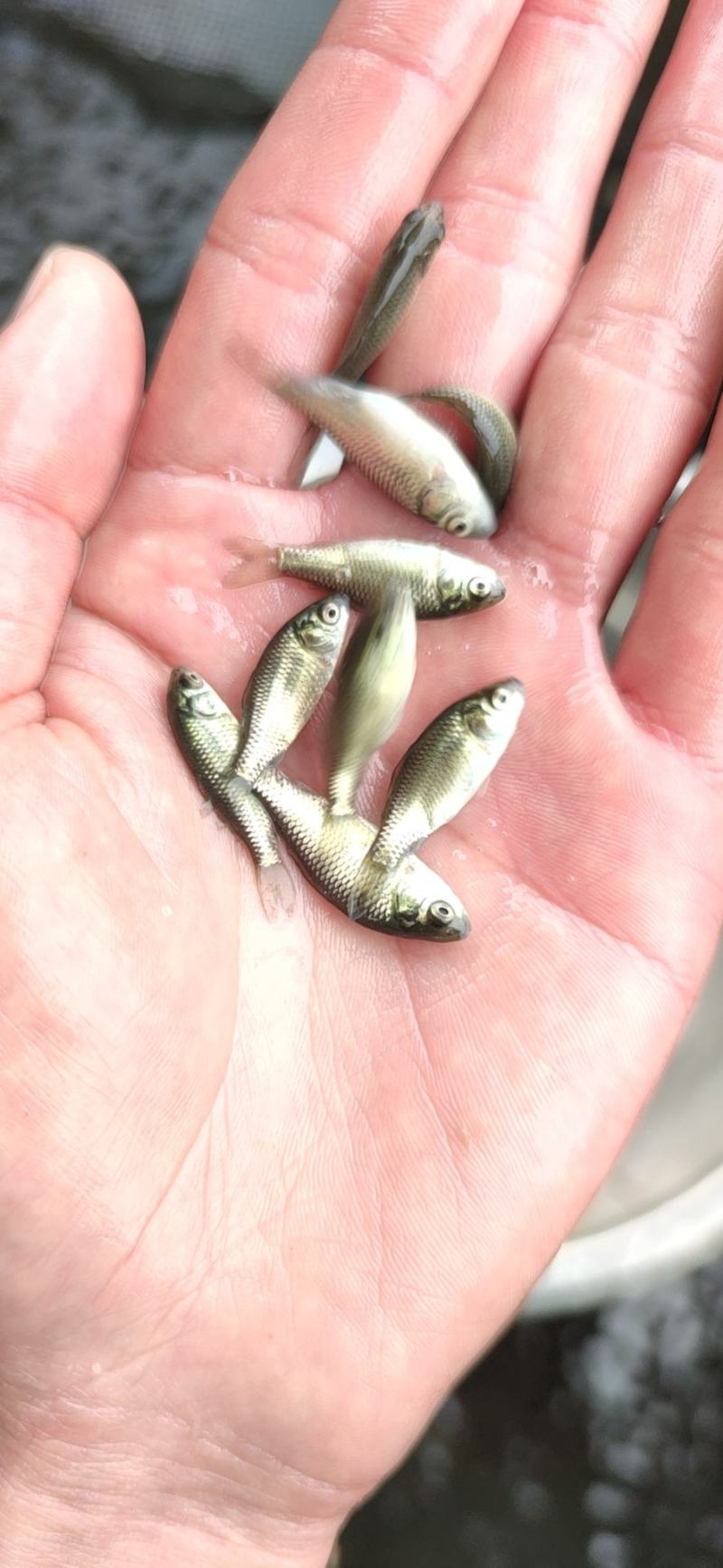 鲫鱼苗中科五号鲫鱼彭泽鲫黄金鲫异育银鲫丰产鲫鱼苗水花