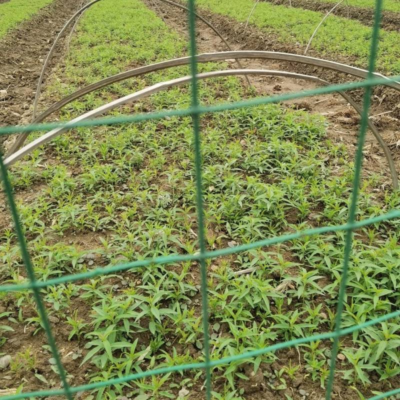 毛桃小苗毛桃芽苗根系发达浙江绍兴产地直发