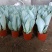 虎皮兰白玉兰漳州基地直发大量批发质量保证