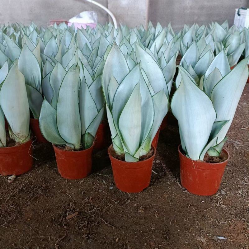 虎皮兰白玉兰漳州基地直发大量批发质量保证
