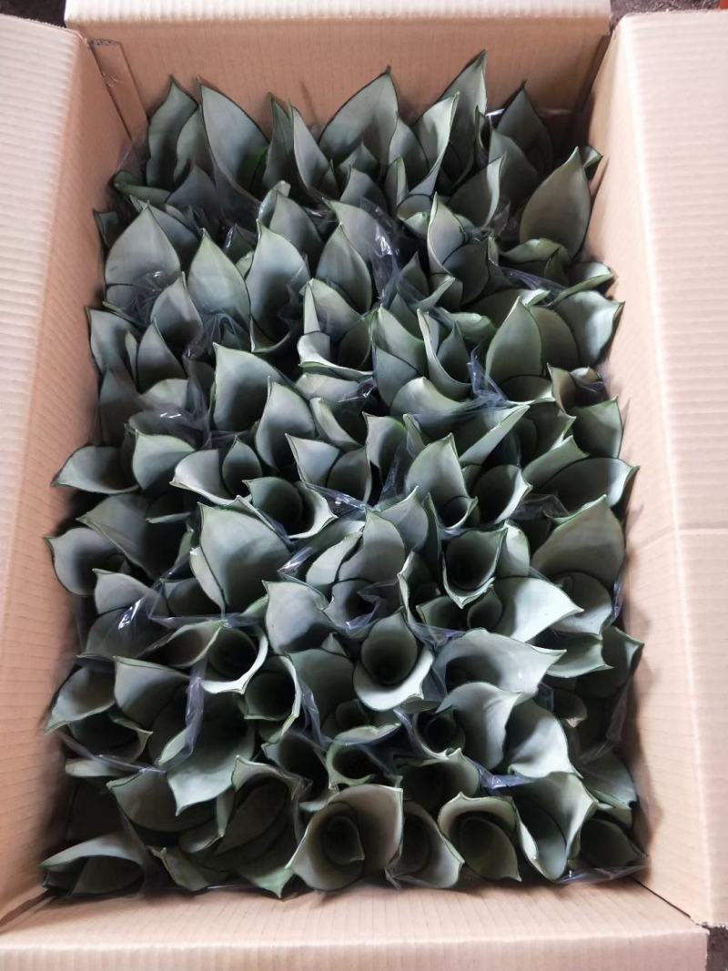 虎皮兰白玉兰漳州基地直发大量批发质量保证
