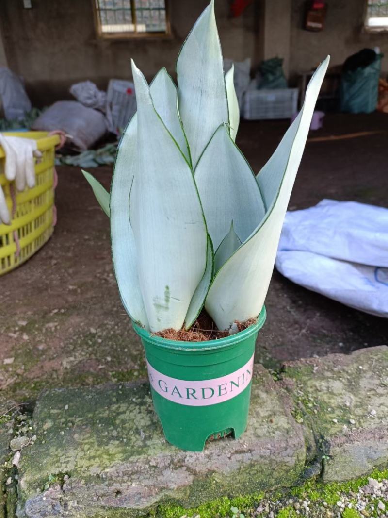 虎皮兰白玉兰漳州基地直发大量批发质量保证