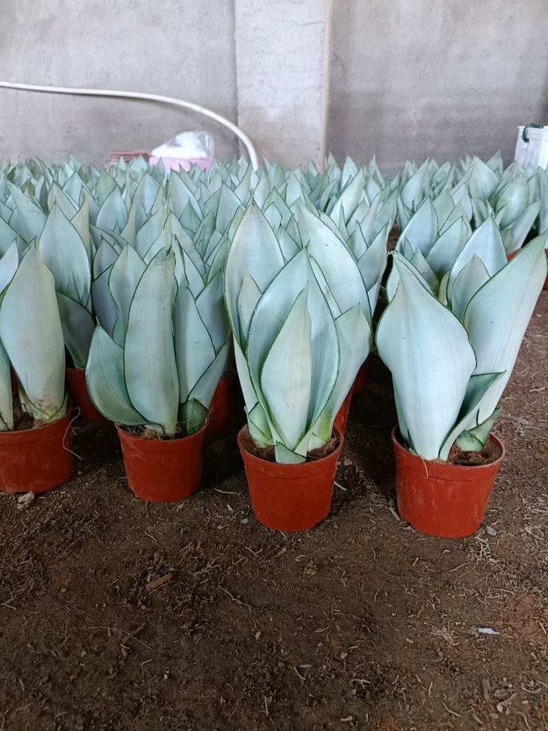 虎皮兰白玉兰漳州基地直发大量批发质量保证