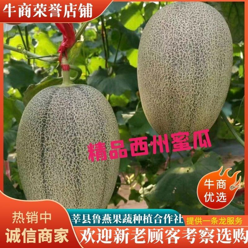 山东哈密瓜西州蜜瓜晓蜜25青花蜜海南25号基地直供