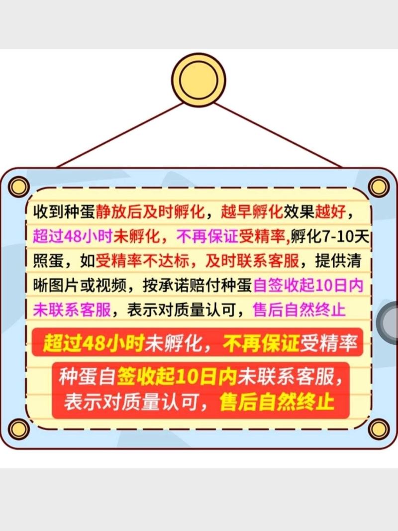 血毛土鸡受精种蛋可孵化人工受精新鲜土鸡蛋