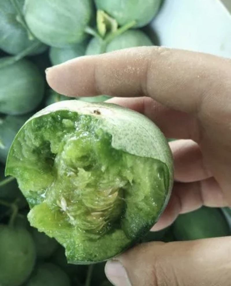 【推荐】山东甜瓜精品绿宝甜瓜规格齐全产地直供欢迎联系