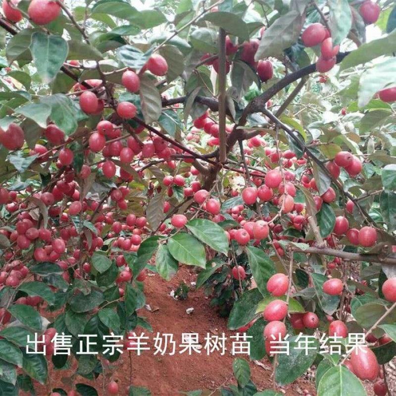 德甜二号羊奶果苗纯甜果子特大多汁带土带叶发货包邮