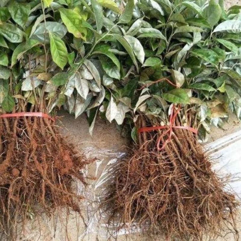 德甜二号羊奶果苗纯甜果子特大多汁带土带叶发货包邮