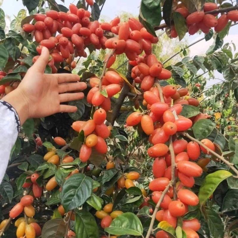 德甜二号羊奶果苗纯甜果子特大多汁带土带叶发货包邮