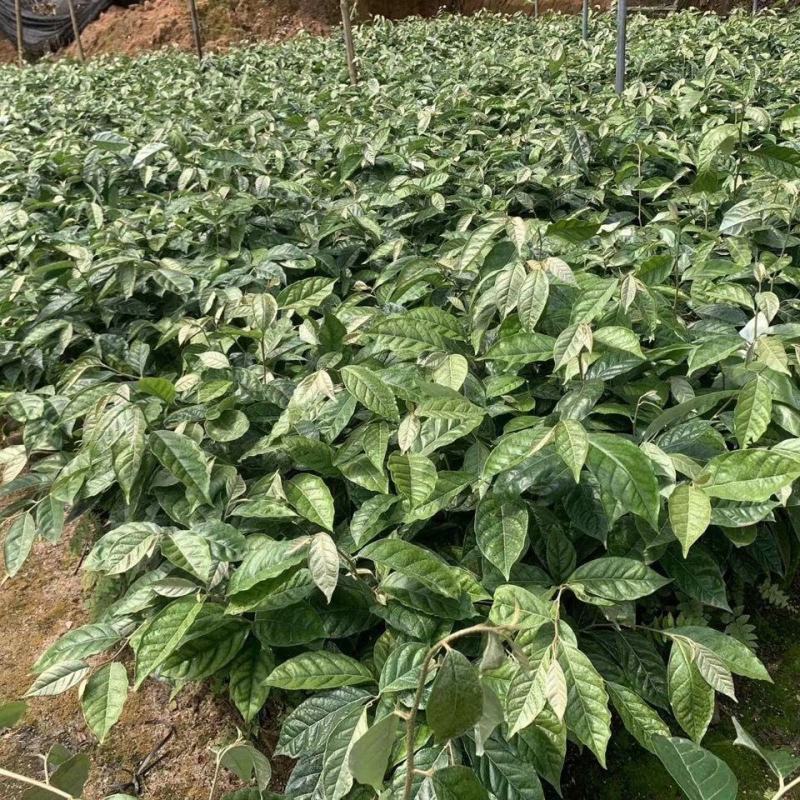 德甜二号羊奶果苗纯甜果子特大多汁带土带叶发货包邮