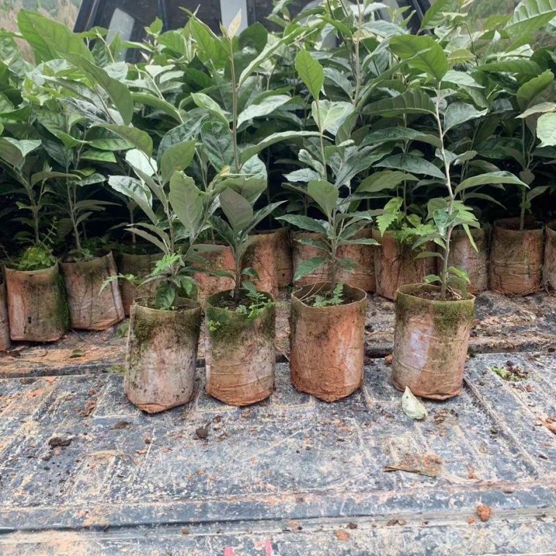 德甜二号羊奶果苗纯甜果子特大多汁带土带叶发货包邮