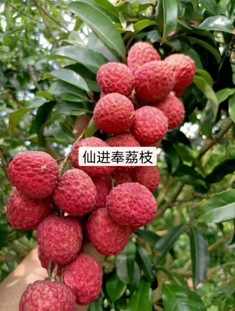 各种品种，规格大小欢迎亲们各位老板下单
