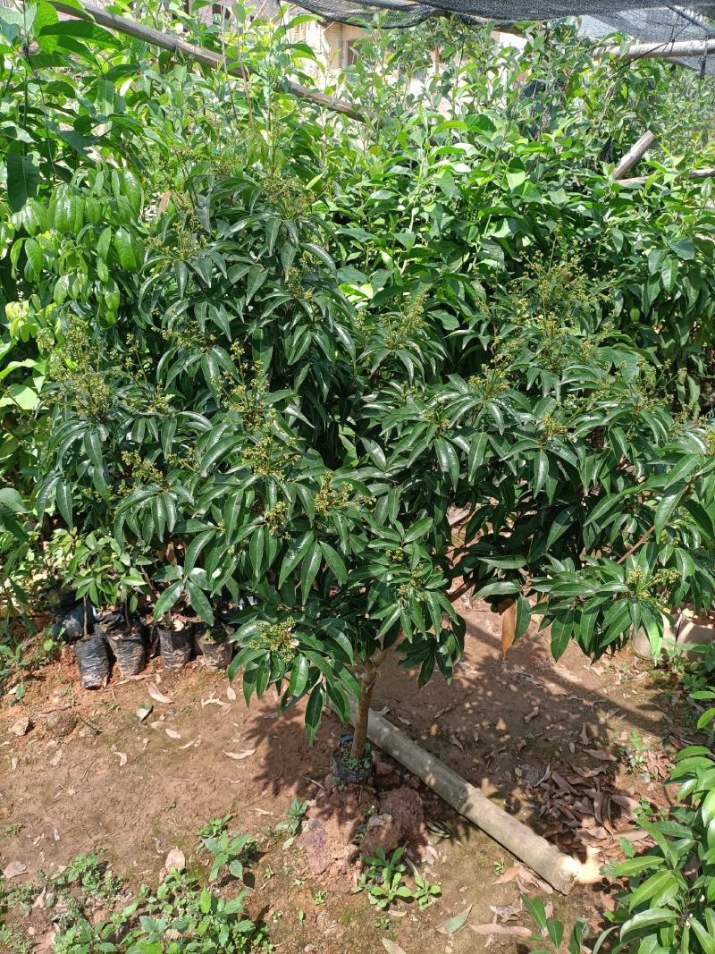 各种品种，规格大小欢迎亲们各位老板下单