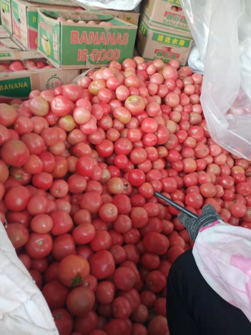 【现货】精品西红柿，河北邯郸西红柿，硬粉西红柿，新鲜采摘