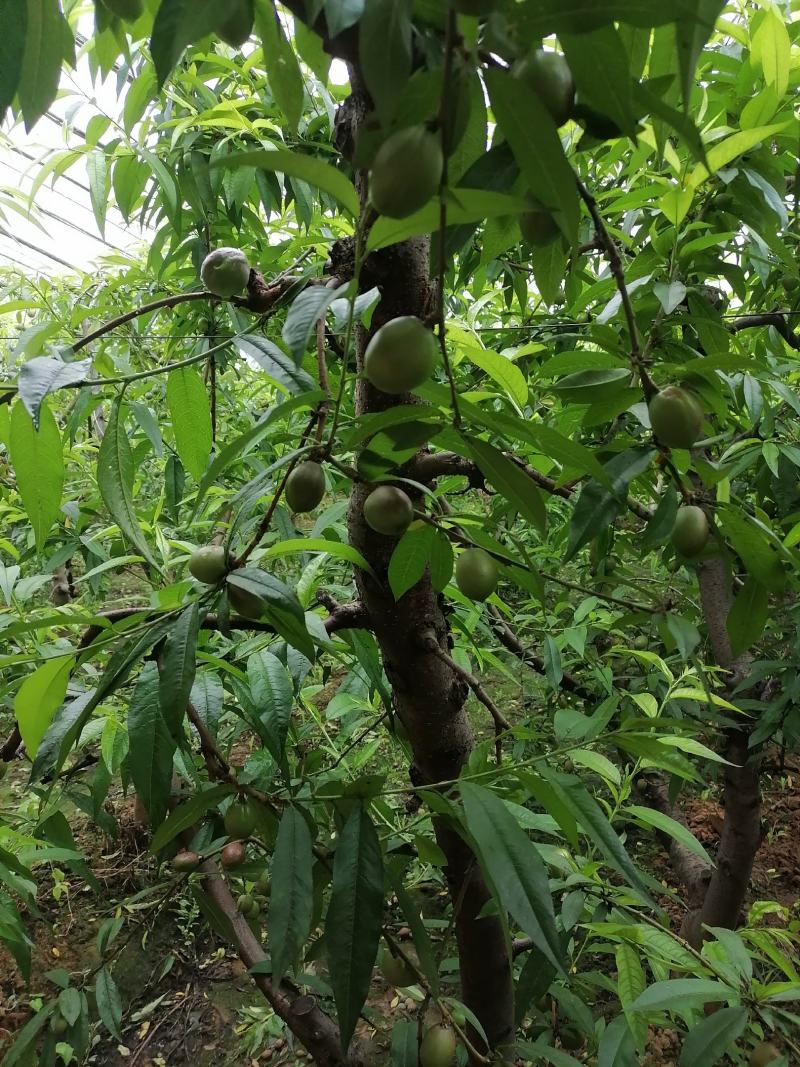 中油4号