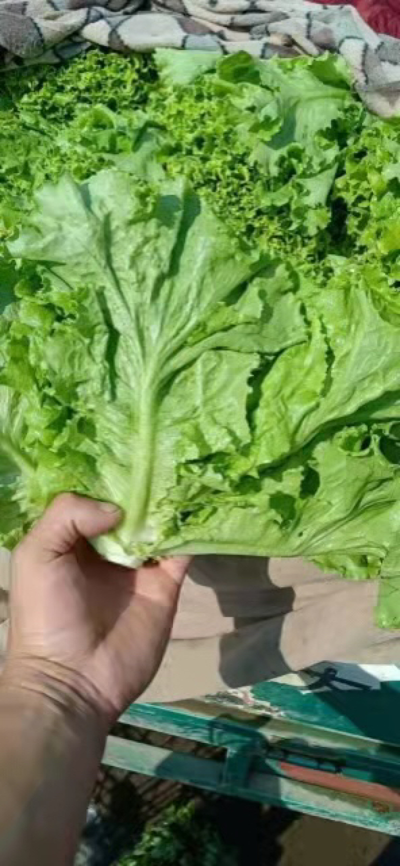 【基地直发】本地散叶生菜大量上市中，对接全国货源充足量大