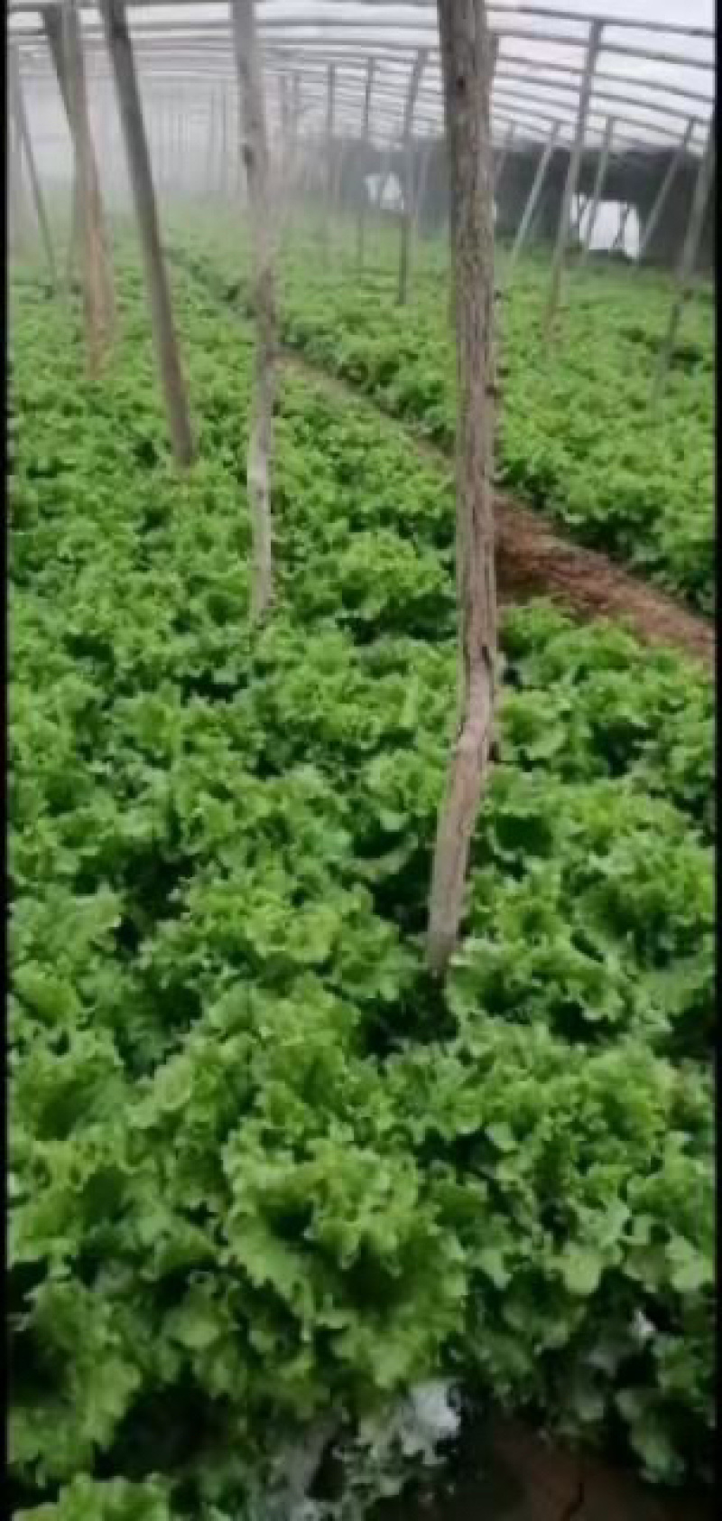 【基地直发】本地散叶生菜大量上市中，对接全国货源充足量大