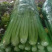 【推荐】精品芹菜，河北邯郸永年芹菜批发，代发全国一手货源