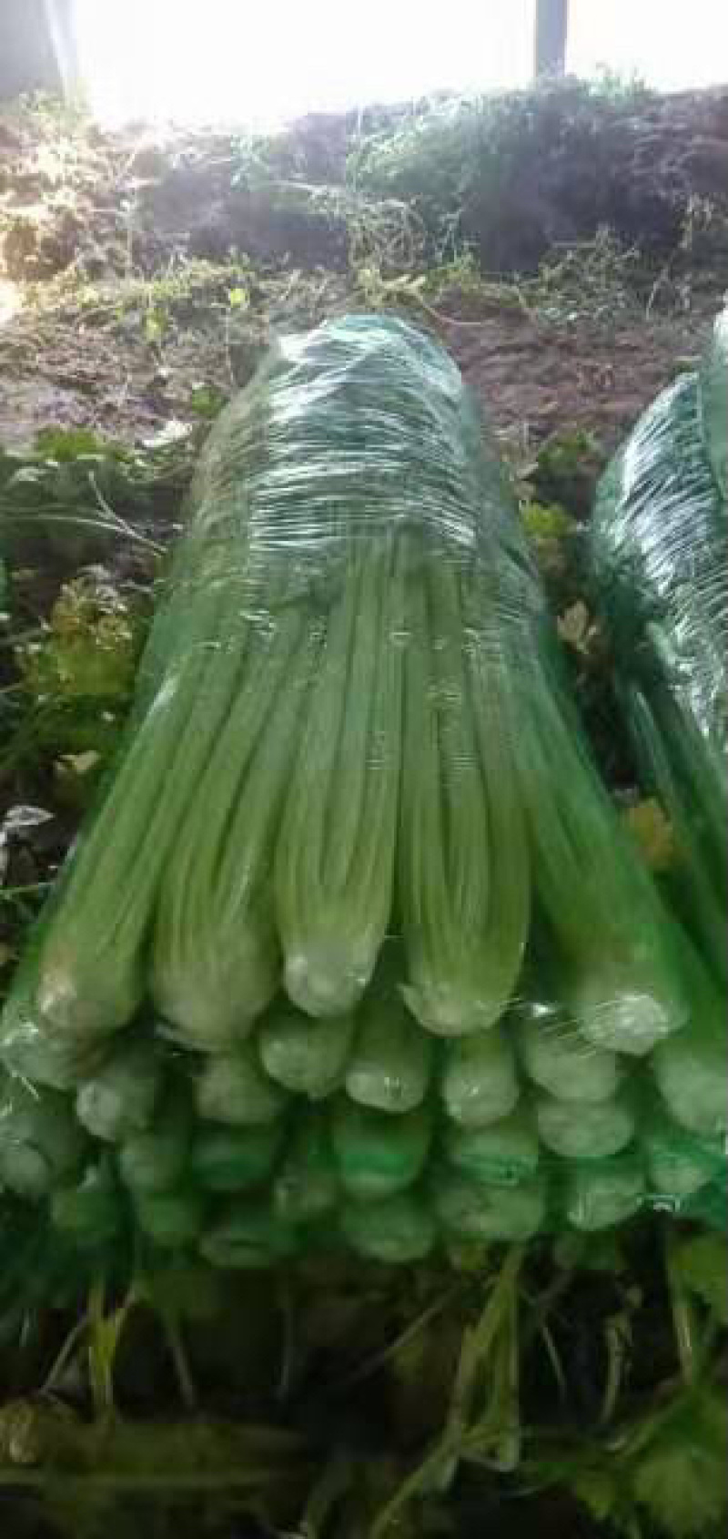【推荐】精品芹菜，河北邯郸永年芹菜批发，代发全国一手货源