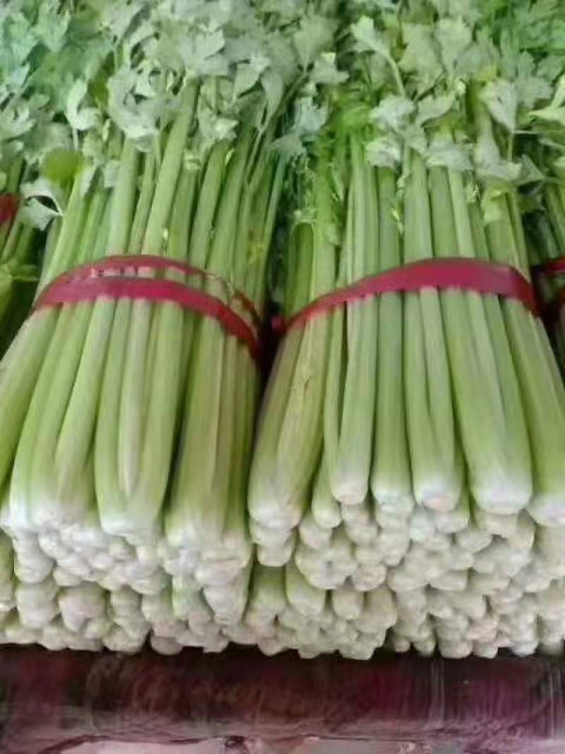 【推荐】精品芹菜，河北邯郸永年芹菜批发，代发全国一手货源