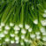 【推荐】精品芹菜，河北邯郸永年芹菜批发，代发全国一手货源
