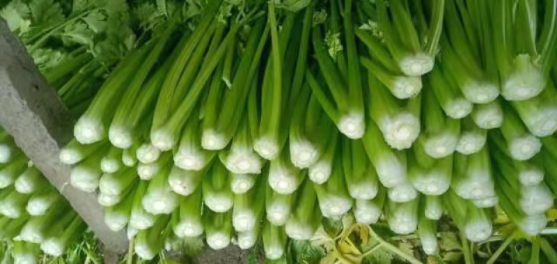 【推荐】精品芹菜，河北邯郸永年芹菜批发，代发全国一手货源