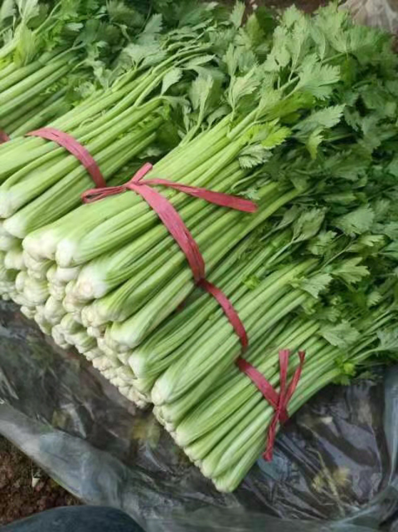 【推荐】精品芹菜，河北邯郸永年芹菜批发，代发全国一手货源