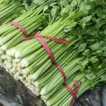 【推荐】精品芹菜，河北邯郸永年芹菜批发，代发全国一手货源